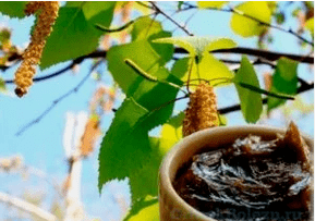 Fungal birch tar